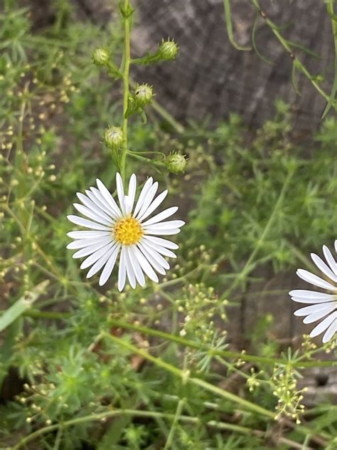 Hairy White Oldfield Aster From North Ponds Park Webster Ny Us On