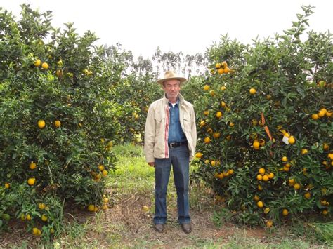 Arquivo Citrus Visita Do Gconci Citricultura Do Paran