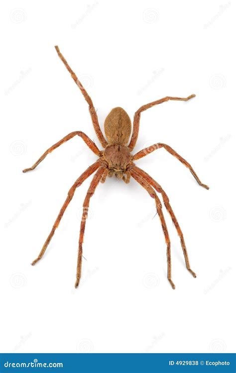 Rain Spider Stock Photo Image Of Hairy Makro Close 4929838