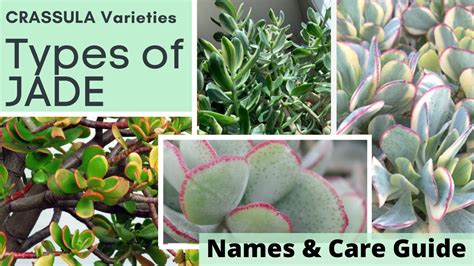 Types Of Jade Plant Identification Crassula Varieties Names And Care