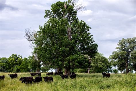 Organic Grass Fed Beef Elmwood Stock Farm