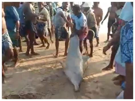 The Fisherman Saved The Dolphin Trapped In The Fishing Net You Will