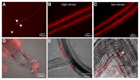 Nin Like Proteins Interesting Players In Rhizobia Induced Nitrate