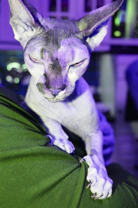 Naked Hairless Cat Breed Sphinx Happily Sitting In The Arms Of His