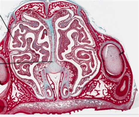 Histology Respiratory Flashcards Quizlet