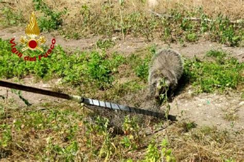 Un Tasso In Casa Ospite Inatteso Recuperato E Liberato Dai Vigili Del