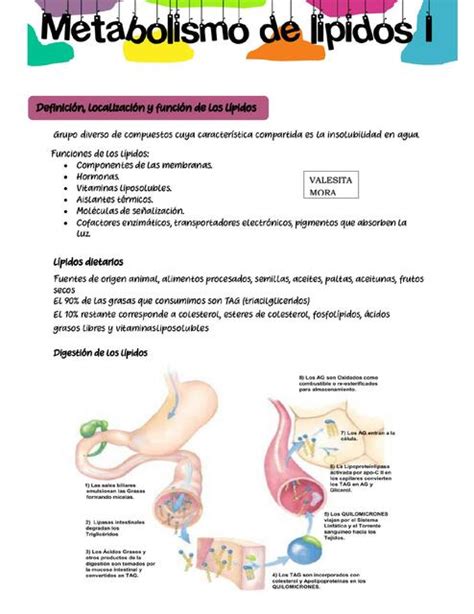 Metabolismo De Lipidos 7986 The Best Porn Website