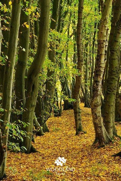 Heartwood Forest Woodland Trust Forest Plants Forests In England