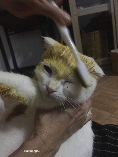 Cara Merawat Ringworm Kurap Pada Kucing Cara Merawat Kurap Kucing