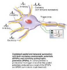 Postsynaptic Potential Summation; Neurophysiology Summation