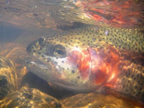 Fallflyfishingcolorado Colorado Trout Hunters