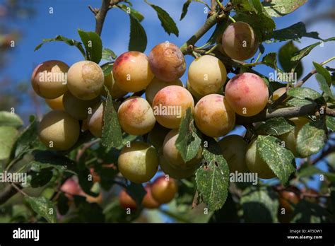 Juicy Red And Yellow Wild Plums On A Branch With Blue Sky And Leaves