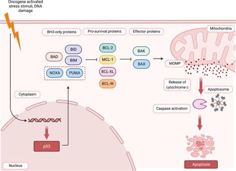 Bcl 2 蛋白家族：有吸引力的癌症治疗靶点apoptosis X Mol