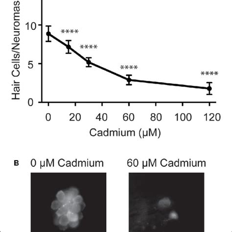 Cadmium Kills Hair Cells In Zebrafish Larvae In A Dose Dependent