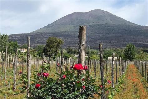 2025 Private Day Tour On Mount Vesuvius Winery And Pompeii Ruins 2