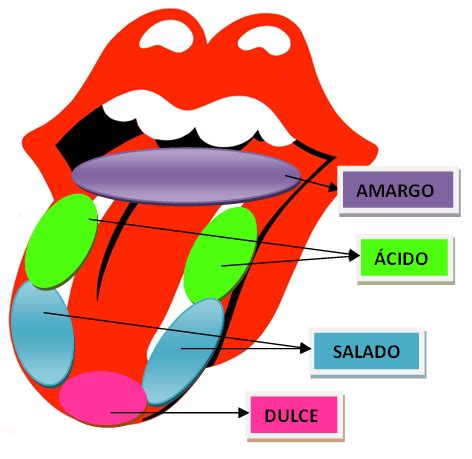 El gusto qué es Función características partes importancia