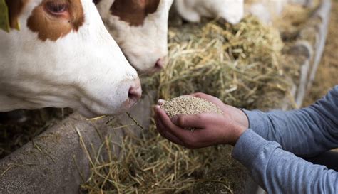 Regulamentações da nutrição animal no Brasil conheça as principais