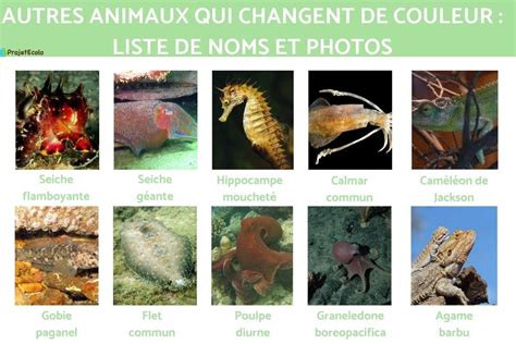 Animaux Qui Changent De Couleur Noms Et Photos