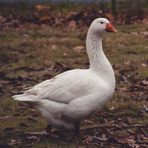 White Duck On Brown Grass Field During Daytime Sliding Puzzle On