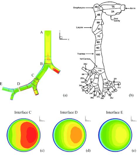 A Schematic Of The Multi Level Bifurcation Model Of Human