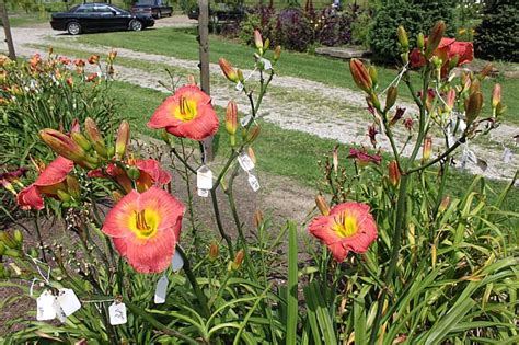 Lewis Daylily Garden Great Landscaping Daylilies