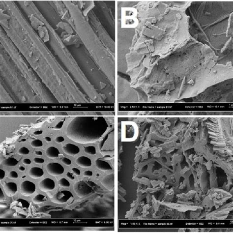 Fesem Images Of Raw Banana Fronds Adsorbent A Banana Fronds