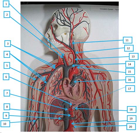 Flat Circulatory Model Upper View Diagram Quizlet