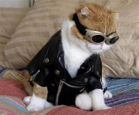 20 Of The Funniest Cats In Costumes