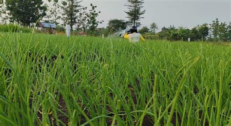 Hektar Lahan Bawang Merah Di Brebes Siap Panen Raya Berapa Harganya