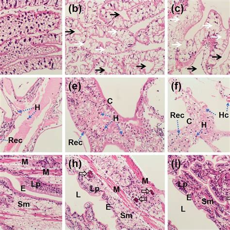 Histological Photomicrographs Of Hepatopancreas Gills And Intestines