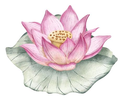 Lotus Flower Hand Drawn Watercolor Illustration Of Pink Water Lily And