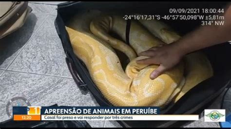 Vídeo Animais são apreendidos em Peruíbe SP1 G1