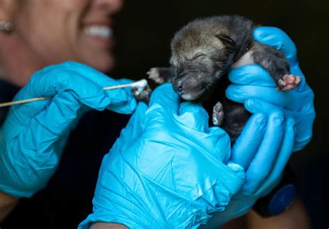 Photos: Red wolf pups get their first checkup at Point Defiance Zoo | KVAL