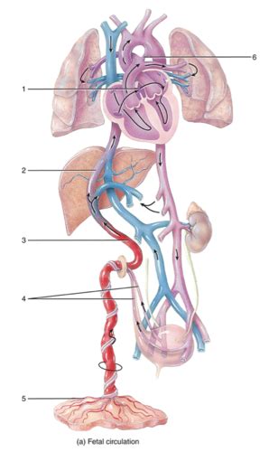 Figure 30 14 Fetal Circulation And Modifications After Birth Flashcards