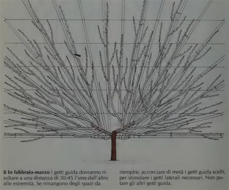 Potatura Del Ciliegio Come E Quando Eseguirla