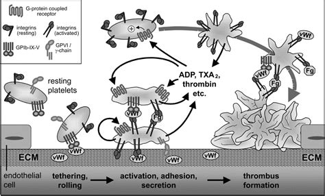 Von Willebrand Factor In Cardiovascular Disease Circulation