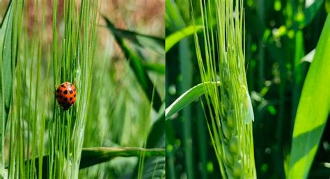 Biodiversidad Funcional Plagas Y Cebada CIMMYT