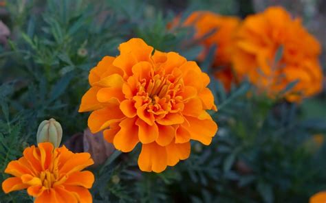 Marigold Wallpapers - Top Free Marigold Backgrounds - WallpaperAccess