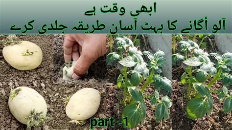 How To Grow Potatoes At Homeplanting Potatoesaloo Ghar Mai Kaise Ugayeeasy Grow Potatoes At