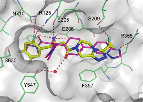 Binding Of Sitagliptin To Dpp 4 Compound 3 Magenta Is Shown For Download Scientific Diagram