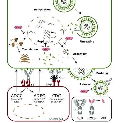 Diagram Of Virus Replication