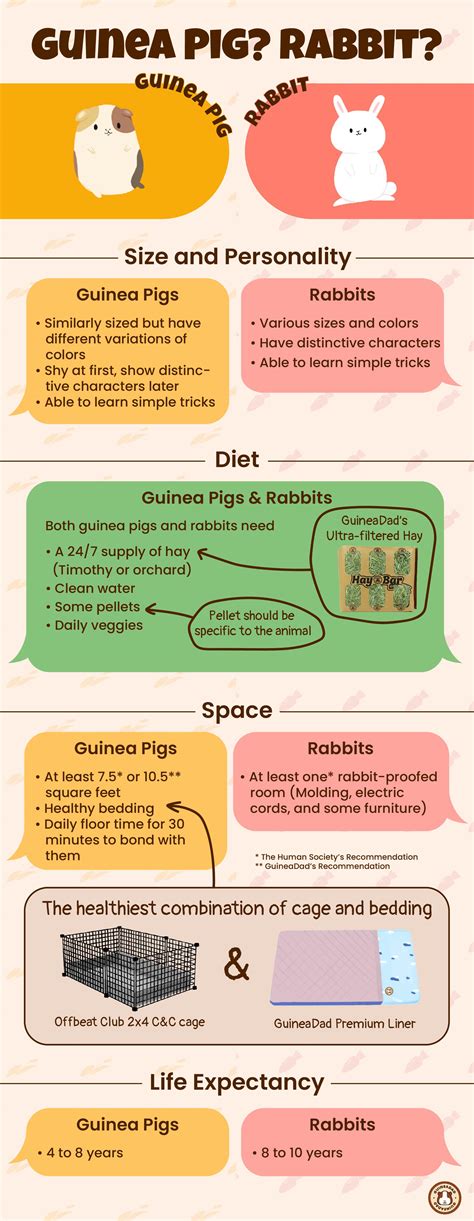 Rabbit Vs Guinea Pig Which Pet Should I Get With Infographic