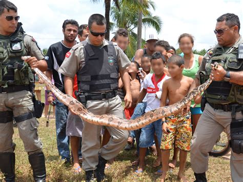 Polícia Ambiental captura 2 cobras em 30 minutos em João Pessoa brejo