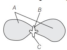 Identify A B And C In The Given Diagram Tardigrade