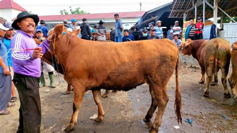 Juta Harga Sapi Babon Pasar Purwantoro Terbaru Youtube