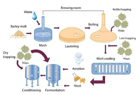 Brewing Process Illustration Highlighting Common Hop Additions Source