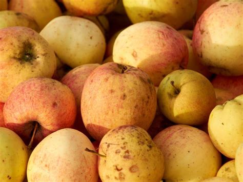 Wwf Kritisiert Sch Nheitswahn Bei Obst Und Gem Se Swi Swissinfo Ch