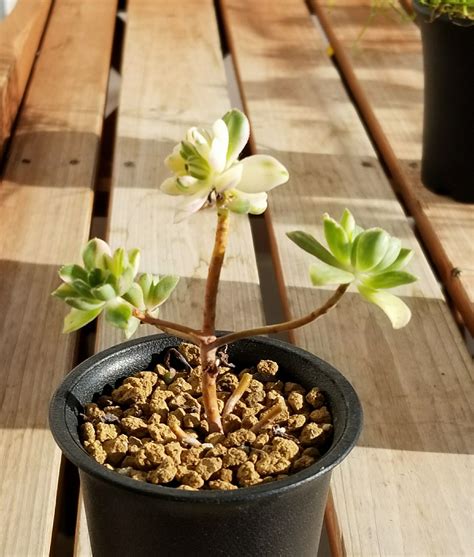 愛染錦を整える デルオの多肉日記 楽天ブログ