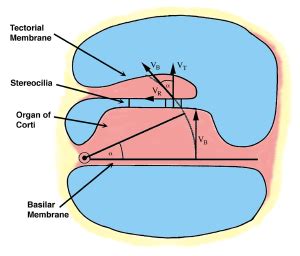 Organ Of Corti Model