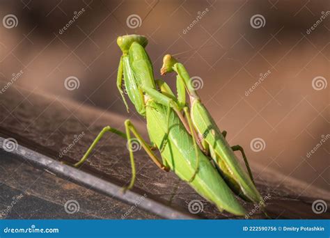 Mating Of A Pair Of Praying Mantises Close Up Of Pair Of European